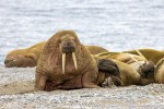 250605c_Poolepynten_54_D