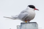 250606a_Ny-Alesund_70_D