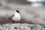 250606b_Blomstrand_34_D
