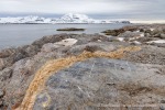250606b_Blomstrand_35_D