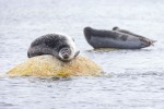 250607d_Virgohamna_70_D