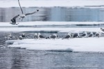 250608b_Hamiltonbukta_050_D