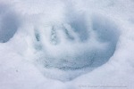 250608b_Hamiltonbukta_056_D