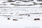 250610a_Signehamna_10_D