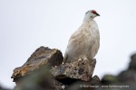 250610a_Signehamna_51_D