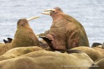 250605c_Poolepynten_63_D