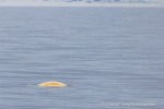 250606c_Kapp-Mitra_06_D