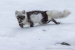 250607d_Virgohamna_41_D