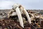 250609b_Frambukta_16_D