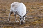 250611b_Eidembukta_19_D