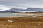 250611b_Eidembukta_51_D
