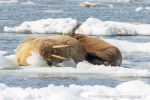 250612_Borebukta_07_D