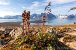 29_240811a_Solanderfjellet_038_D