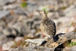 33_240811a_Solanderfjellet_079_D
