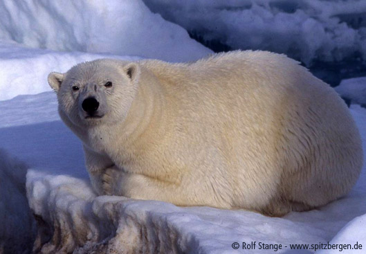 Polar bear: male