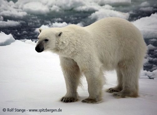 Eisbär: Weibchen