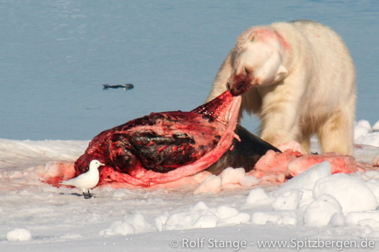 Polar bear with seal