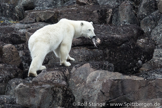 Eisbär mit Gryllteiste, Heleysund