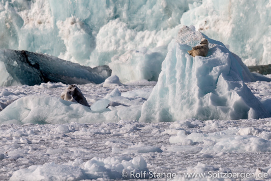 Polar bear surrounded by glacier ice