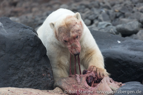 Eisbär mit Walross