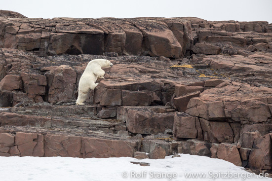 climbing polar bear