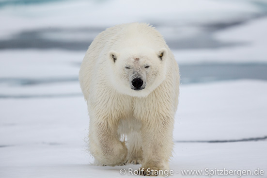 determined polar bear