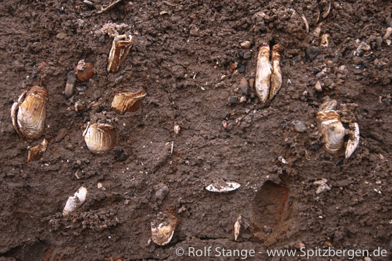 Bluntgaper (Mya arenaria)