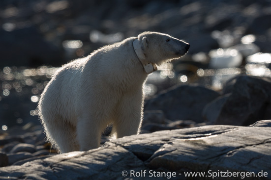 Female polar bear with satellite tracker