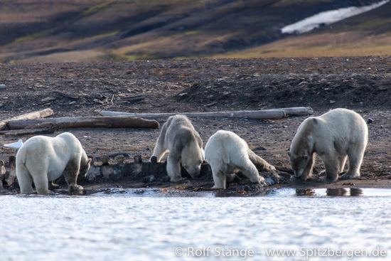 Polar bears with whale carcass