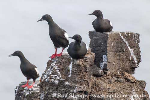 Black guillemot