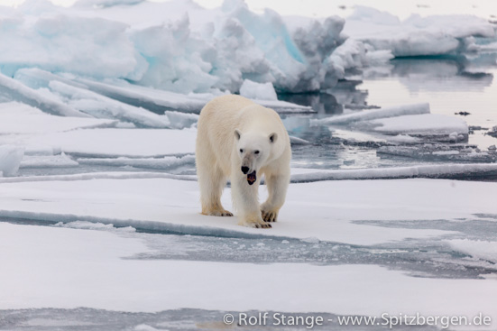 polar bear on drift ice