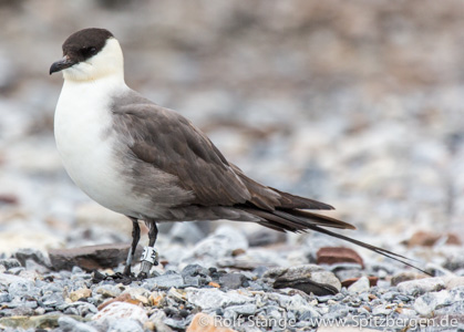 Long-tailed skua