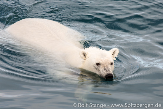 swimming polar bear