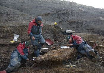 Spectacular finds of dinosaur skeleton remains in the Isfjord area -></noscript> Field work at Knorringfjellet” title=”Spectacular finds of dinosaur skeleton remains in the Isfjord area -> Field work at Knorringfjellet” width=”350″ height=”248″ class=”alignnone size-full wp-image-158″ /></div>
<p>© All photos: Naturhistorisk museum, Universitetet i Oslo.</p>
<p>For more information, see: <a href=