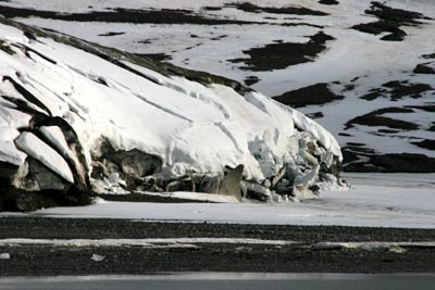 Spitzbergens Gletscher haben es eilig