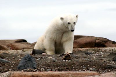 Eisbär in Spitzbergen