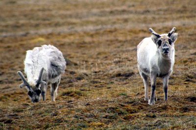 Natural fluctuations of reindeer: 2008 not a good year in Spitsbergen