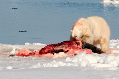 Eisbär und Elfenbeinmöwe beim Mittagessen