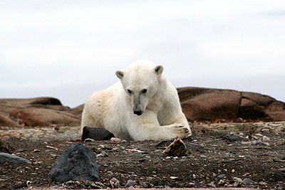 Polar bears like reindeer