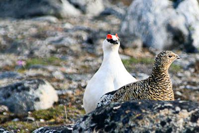 Wintering areas of ptarmigans