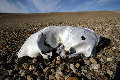 Evolution of Polar bears - Palanderbukta