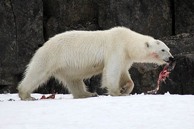 Polar bears feed on goose colonies - Habenichtbukta