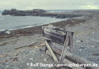 Polar bear self shots on Hopen and at the west coast of Spitsbergen (2)