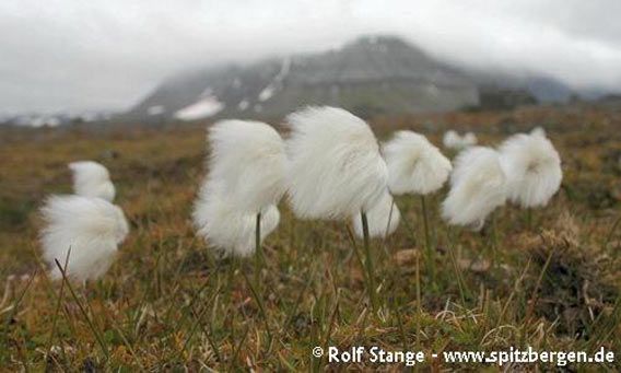 Cotton grass on Edgeøya