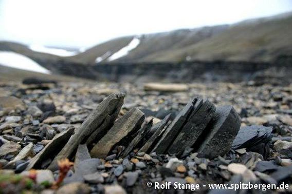 Weathered sediments on Edgeøya