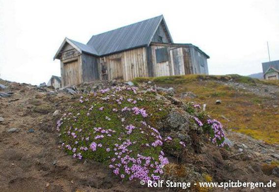 Houses dating back to the days of the marble trial mine on Blomstrandhalvøya (Moss campion in the foreground)