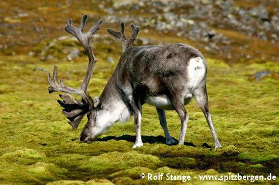 Reindeer enjoying rich vegetation under a colony of Little Auks in the Hornsund