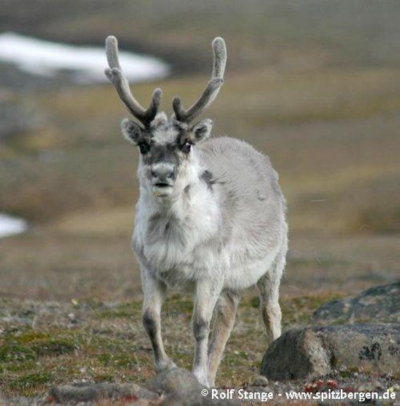 Reindeer at Sundneset, Barentsøya