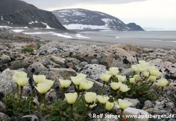 Svalbard Poppy (Papaver daliahnum) in polar desert, Sjuøyane