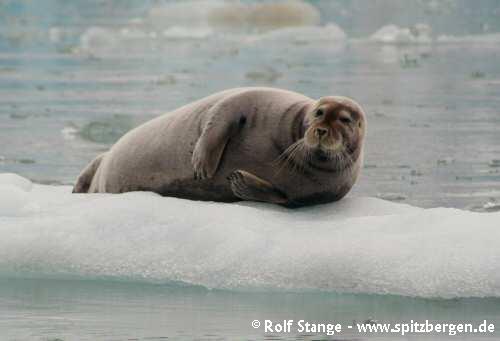 Bearded seal